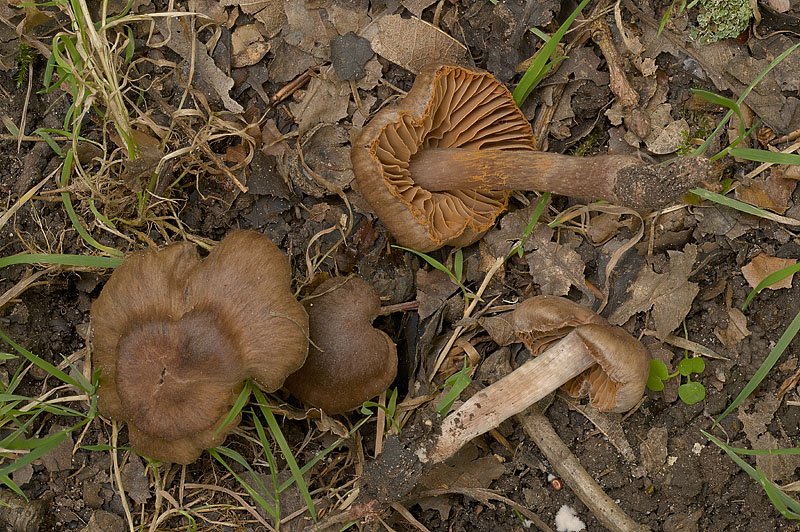 Cortinarius (subgenus Telamonia) caliginosus